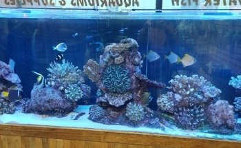 The Aquarium
