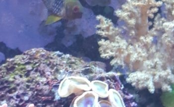 The Aquarium