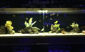 The Aquarium