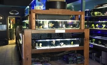 The Aquarium