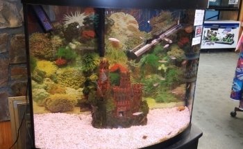 Priest River Pets