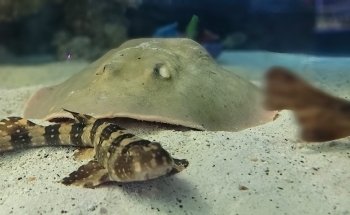 Team E.C.C.O. & the Aquarium & Shark Lab by Team ECCO