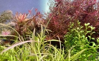 Fluid Dynamics Aquarium Services and Store