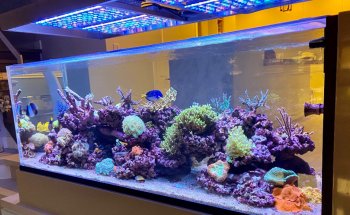 Fluid Dynamics Aquarium Services and Store