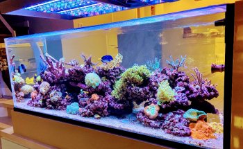 Fluid Dynamics Aquarium Services and Store