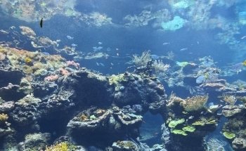 Acuario Steinhart