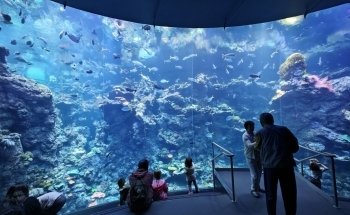 Steinhart Aquarium