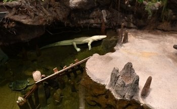 Steinhart Aquarium