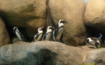 Steinhart Aquarium