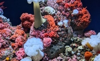 Steinhart Aquarium