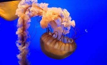 Steinhart Aquarium