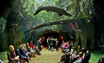Steinhart Aquarium