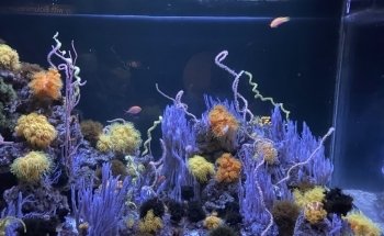 Steinhart Aquarium