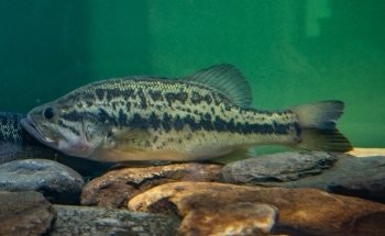 Appalachian Rivers Aquarium