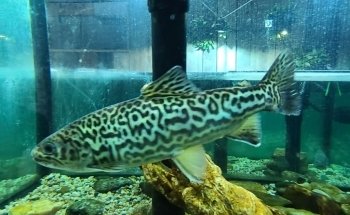 Appalachian Rivers Aquarium