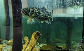 Appalachian Rivers Aquarium