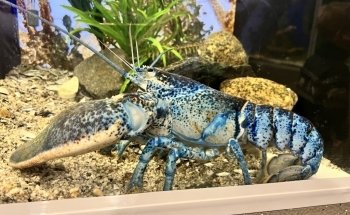 Cape Cod Museum Of Natural History