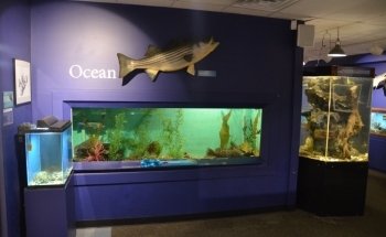 Cape Cod Museum Of Natural History