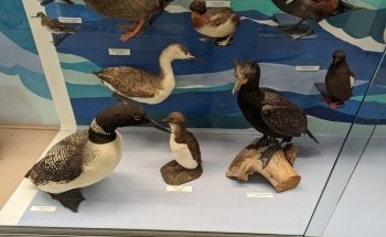 Cape Cod Museum Of Natural History