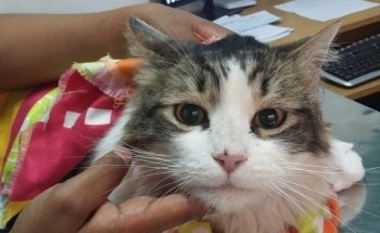 Veterinary Clinic and Aquarius Noa