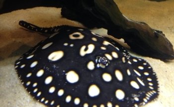 Aquarium Paradise