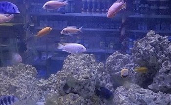 Aquarium Paradise