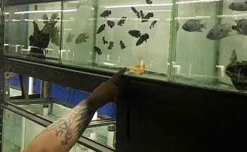 Aquarium Paradise