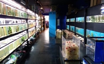 Aquarium Paradise