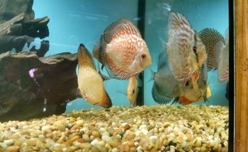 Aquariums By JJ
