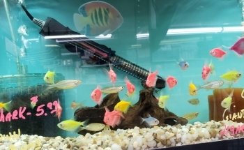 Aquariums By JJ