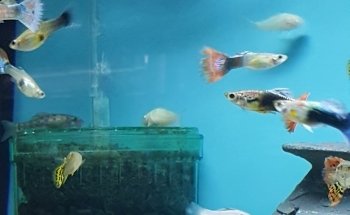 Aquariums By JJ