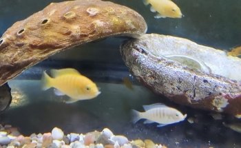 The Deep