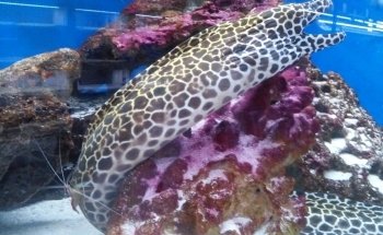 The Deep