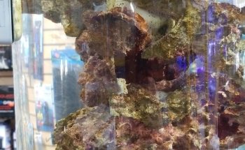 The Deep