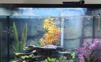 Sea Hare Aquatics