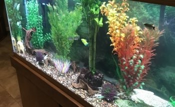 Sea Hare Aquatics