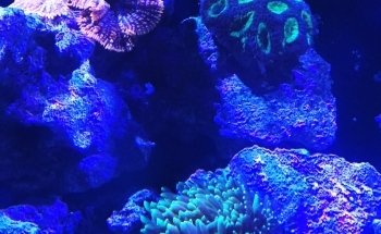 Sea Hare Aquatics