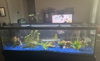 Sea Hare Aquatics