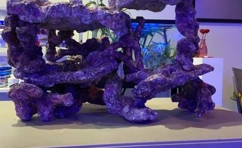 Sea Hare Aquatics