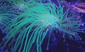 The Reef Gallery