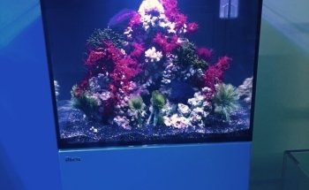 The Reef Gallery
