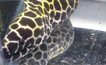 The Reef Gallery