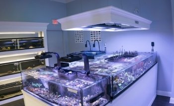 The Reef Gallery