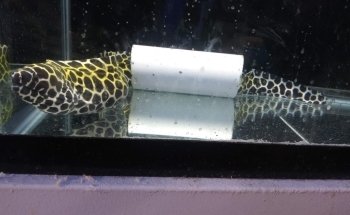 The Reef Gallery