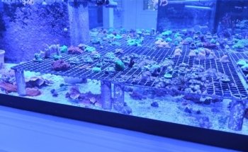 The Reef Gallery