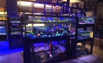 1st Class Aquarium