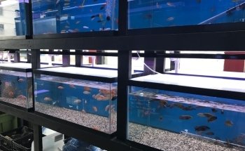 1st Class Aquarium