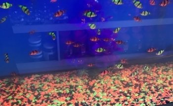 1st Class Aquarium