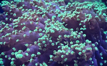 Aquatic Underworld