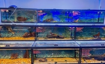 Aquatic Underworld
